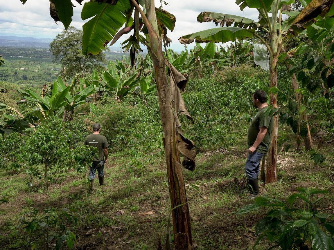 Neighbours of El Fenix - COLOMBIA